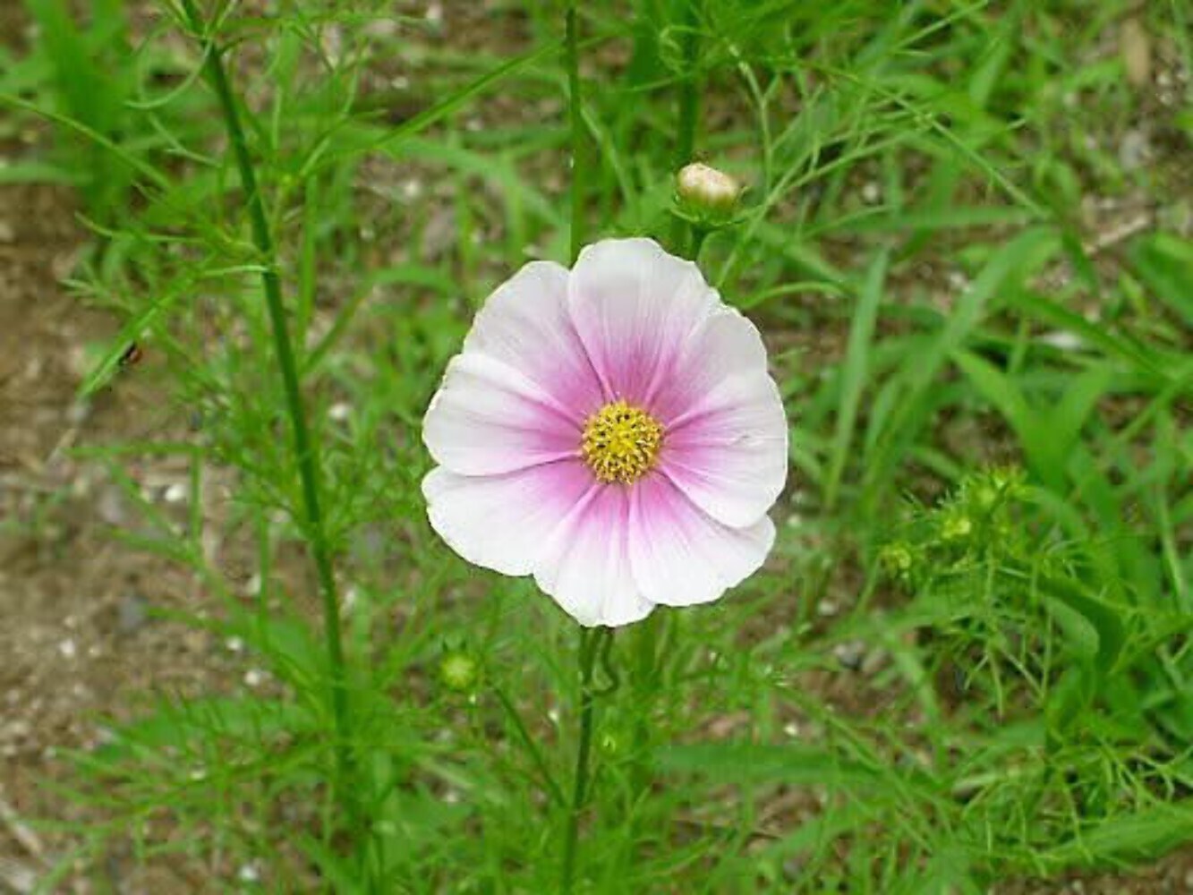 150 DAYDREAM COSMOS Bipinnatus Flower Seeds