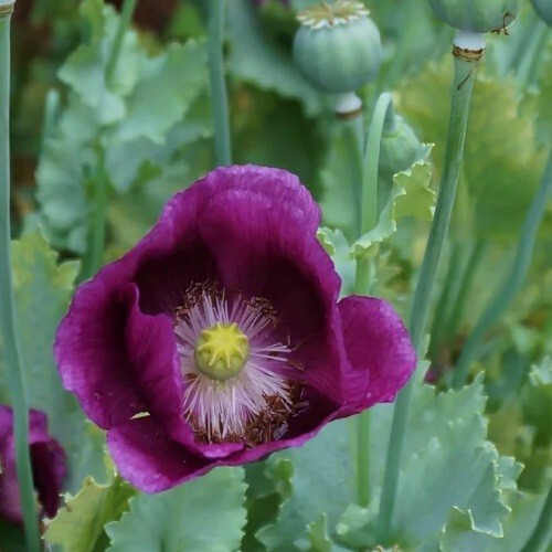 2,500 Organic Lauren’s Grape Papever Somniferum Poppy Seeds Great Reseller Pack