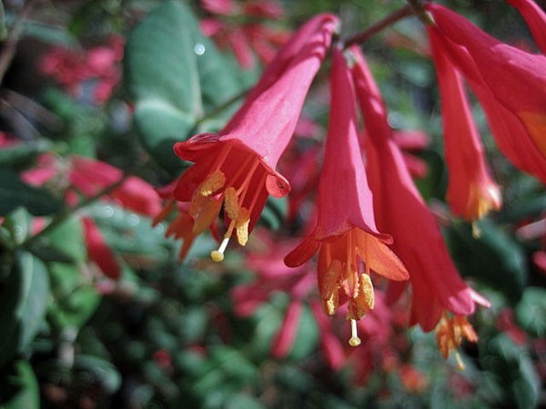 Lonicera sempervirens | Trumpet Honeysuckle ‘Major Wheeler’ | 5 Seeds