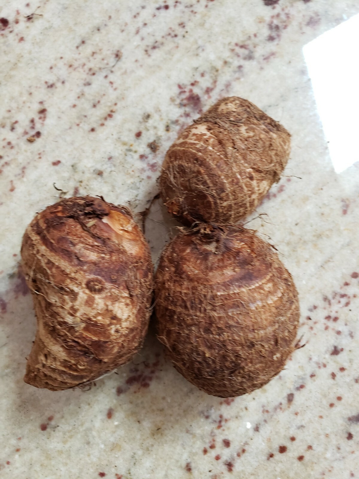 20 LIVE Colocasia Esculenta Elephant Ear Taro Gabi Kalo Eddo Bulbs READY to GROW