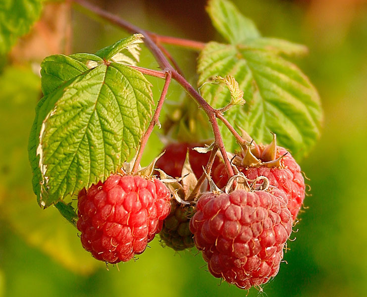 Rubus idaeus RED RASPBERRY Fruit Seeds