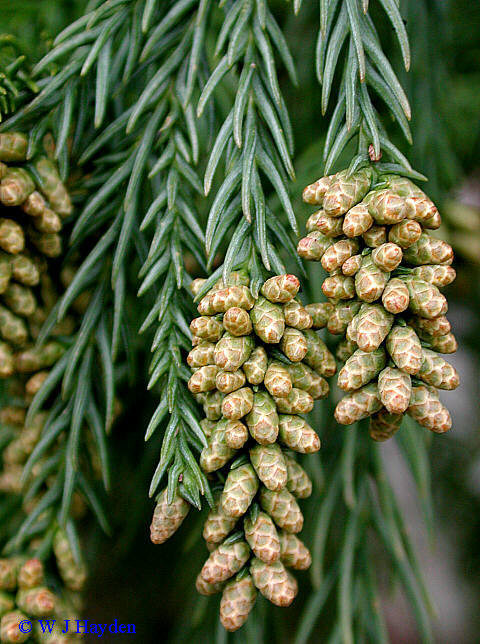 Japanese Red Cedar, Cryptomeria japonica, Tree Seeds