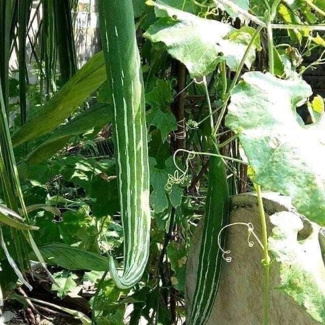 25 Buag Ngu Naga short snake serpent gourd seeds; non-GMO; Muop Lac Le Lặc Lè