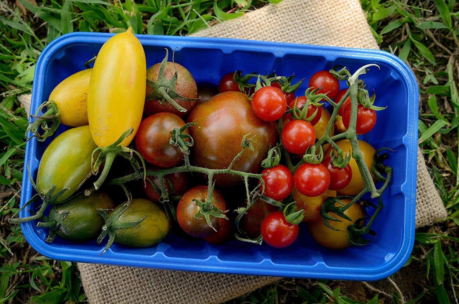 Green Tiger Blush Striped Small Plum Heirloom Tomato Premium Seed Packet