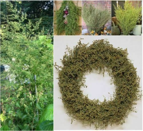 2 grams (approx. 2,000+ seeds) of Artemisia annua, Sweet annie