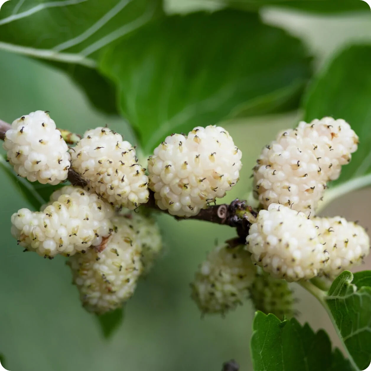 50+ White Mulberry Tree Seeds | Sweet Edible Fruit, USA Seller Free Shipping #48