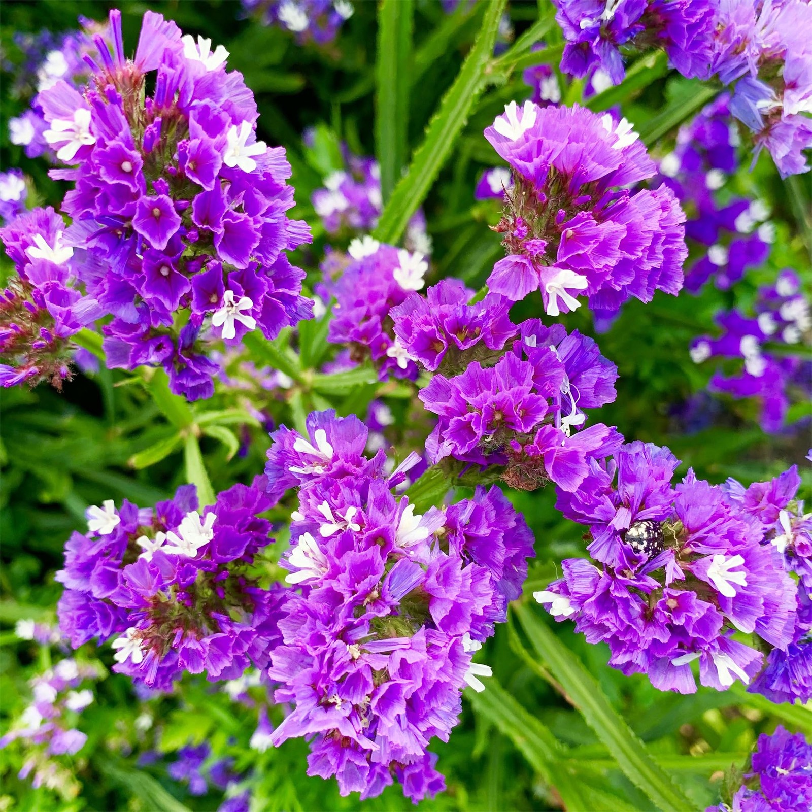 1000+ Perennial Limonium Statice Flower Seeds for Planting Non-GMO Mixed