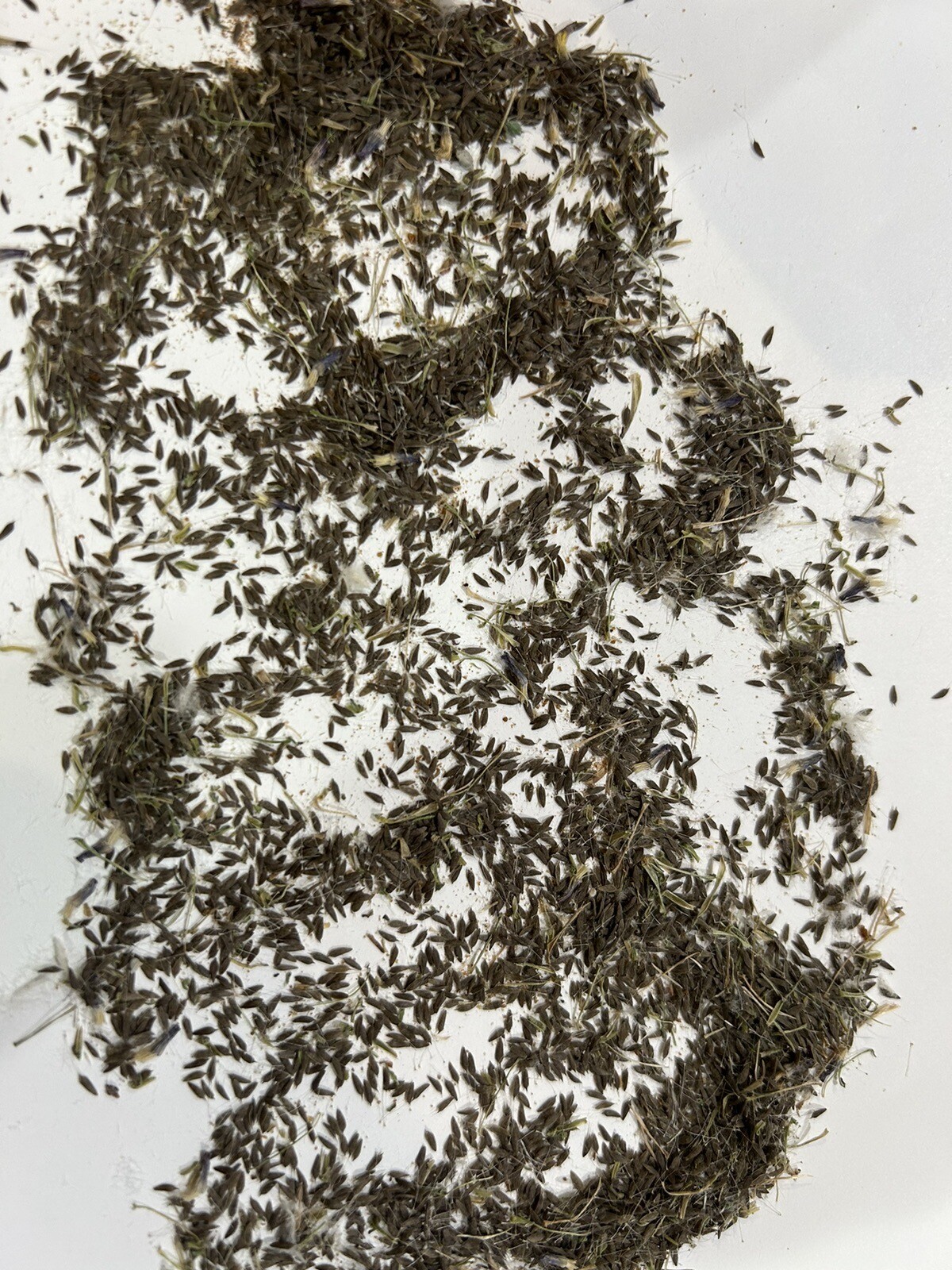 500 Organic Wild Lettuce Lactuca Virosa Seeds