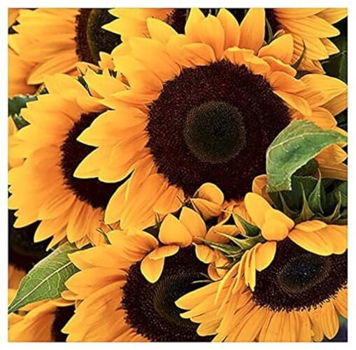 Giant Sunflower Seeds – Mammoth Grey Striped Seeds – Attracts Bees and