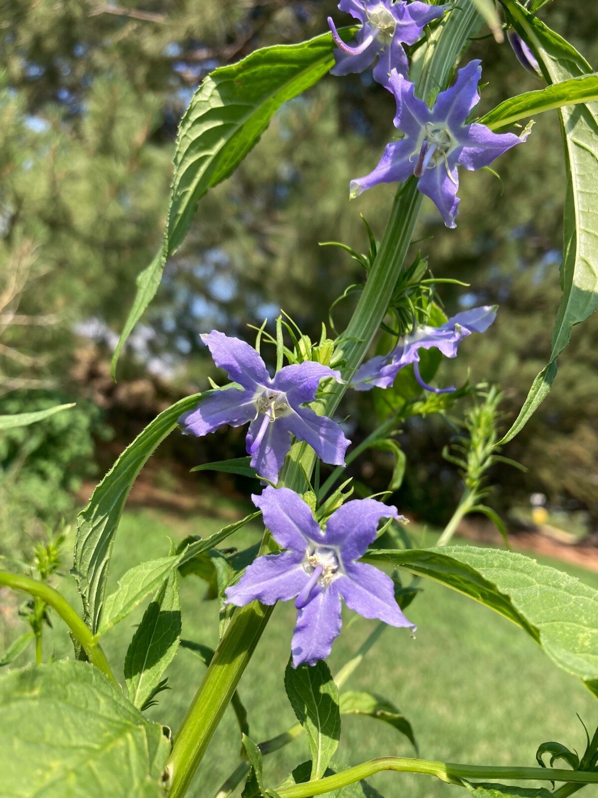 Campanula americana Seeds, Biennial Native Large Flowering Plant