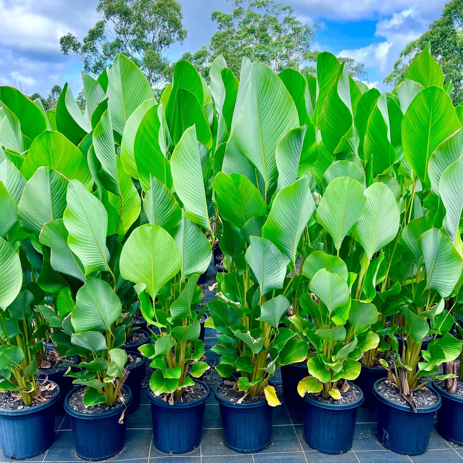 25+ Cigar Calathea Seeds for Garden Planting – USA – FREE SHIPPING!