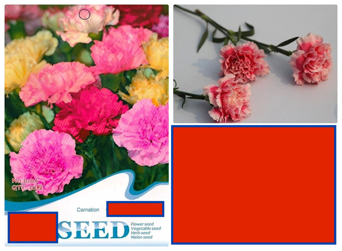 25pc CARNATION SEEDS Garden Plant Flower rare exotic USA seller FREE shipping
