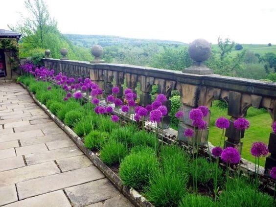 10 PURPLE SENSATION SEEDS (Allium aflatunense) LARGE 4-6″ FLOWERS Butterflies