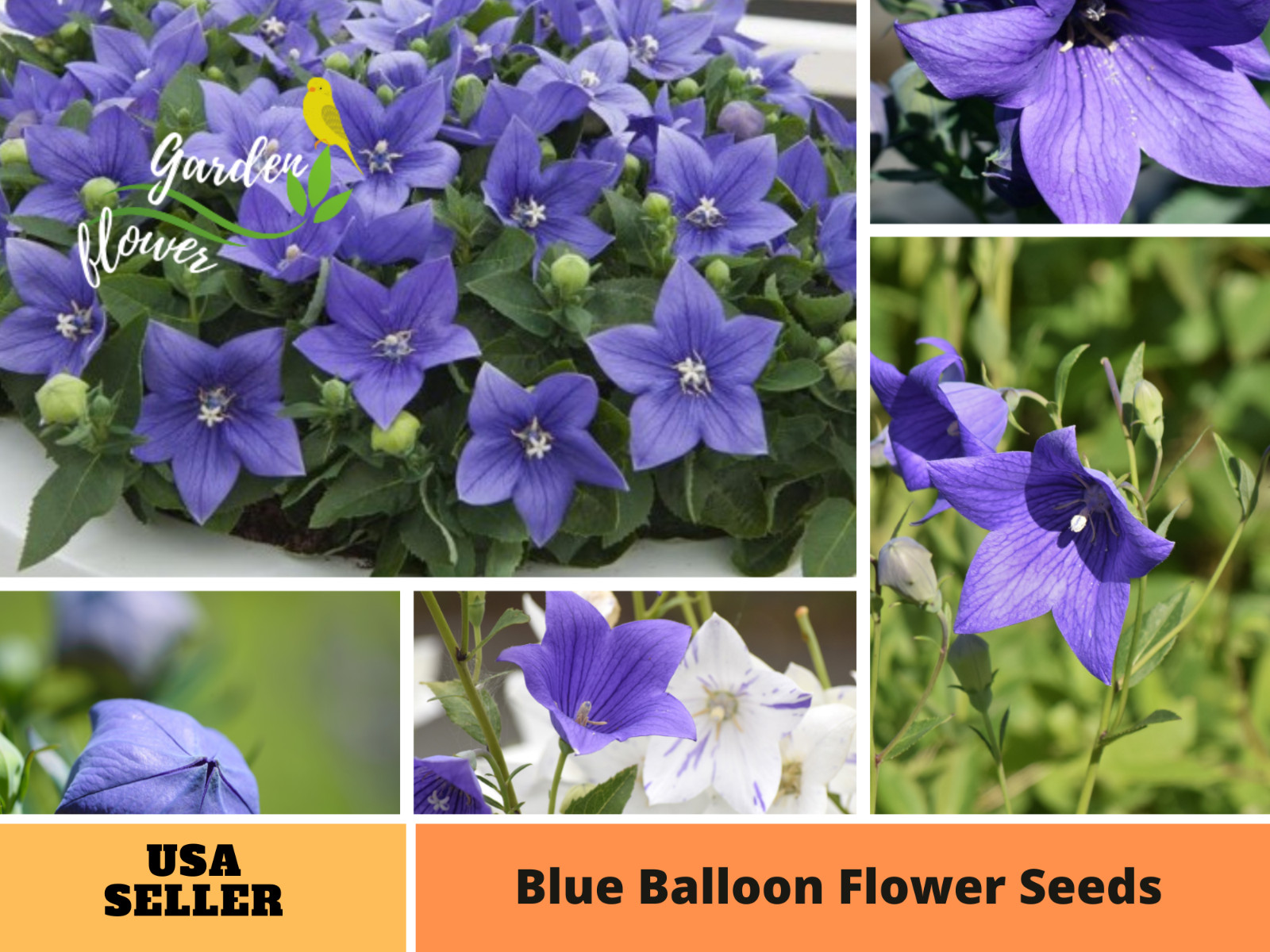 60 seeds| Blue Balloon Flower (Platycodon grandiflorus) Perennial seeds #6005