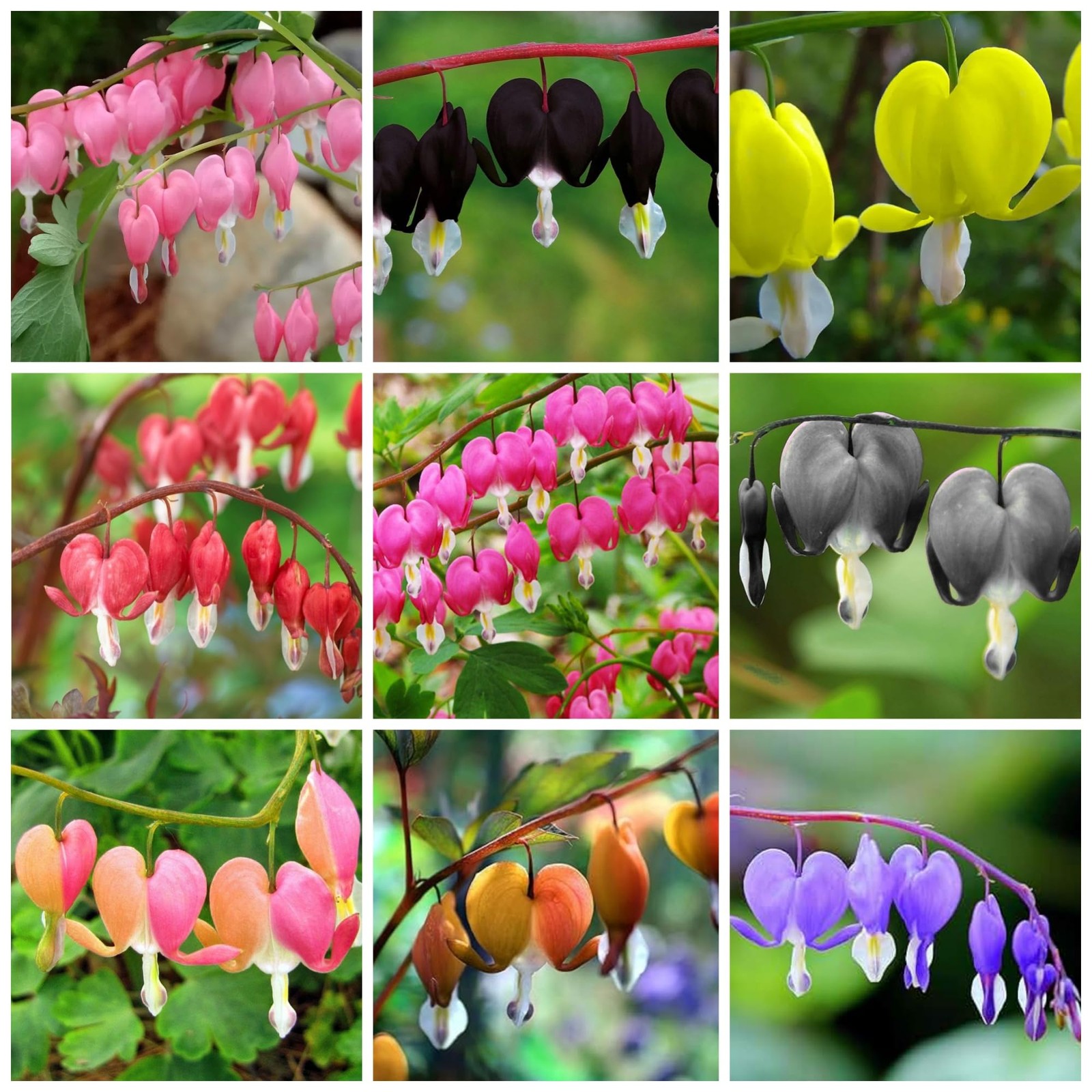 Dicentra Spectabilis Seeds for Planting – 100 Bleeding Heart Seeds Shade Flower