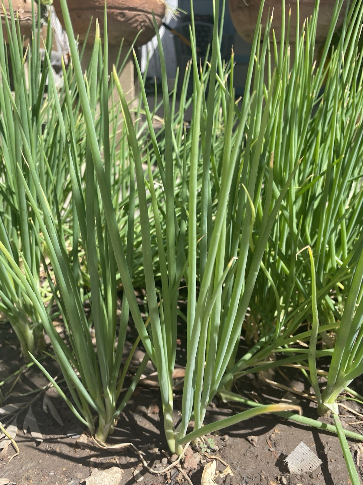 (15) Chinese Green Onion/Scallion Bulbs White Lisbon? NON GMO Heirloom FREE S&H