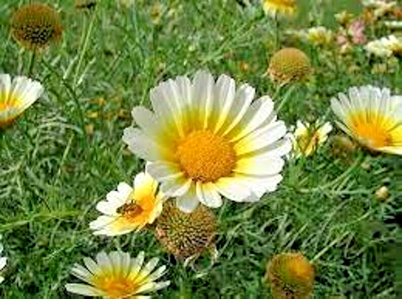 150 GARLAND CROWN DAISY SEEDS | 2026 FREE SHIPPING NON GMO HEIRLOOM