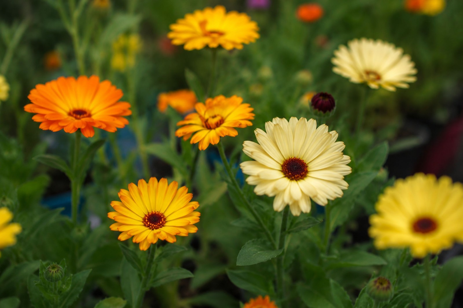 Flower Seeds -Calendula- 25 Seeds -Great potted Annual Perennial Bedding Plant