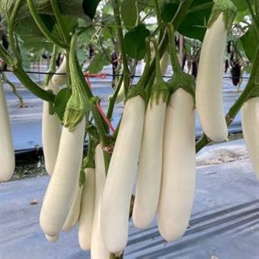 Organic Thai Long White Eggplant, Long Snowy White Eggplant . 100++ Seeds