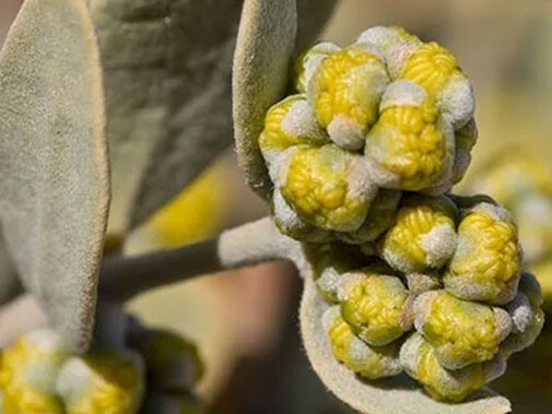 Simmondsia chinensis | Jojoba | Goat & Deer & Pig Nut | Wild Hazel | 5_Seeds