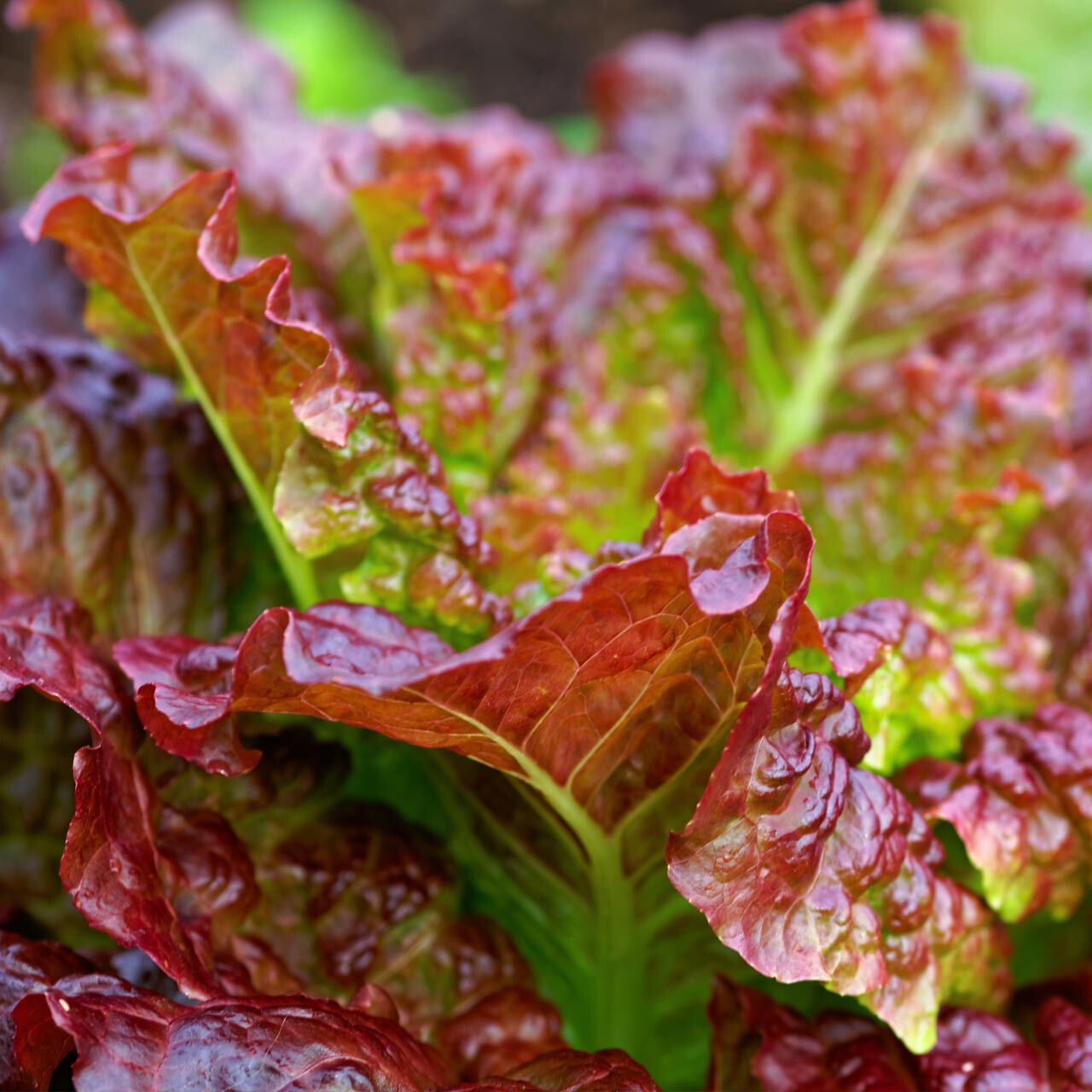 800+ PRIZEHEAD LEAF LETTUCE SEEDS FRESH HARVEST FOR GARDENS