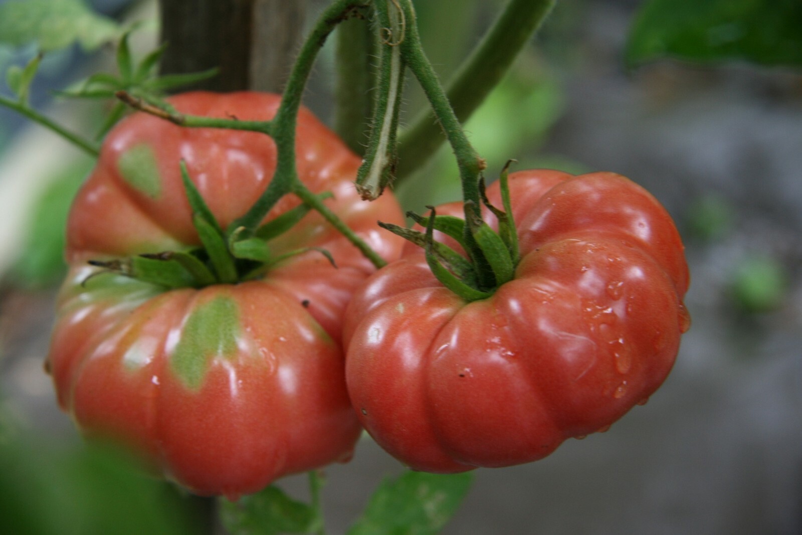 Giant Belgium Tomato Seeds- Heirloom- 75+ 2021 Seeds Big. Belgian Heirloom