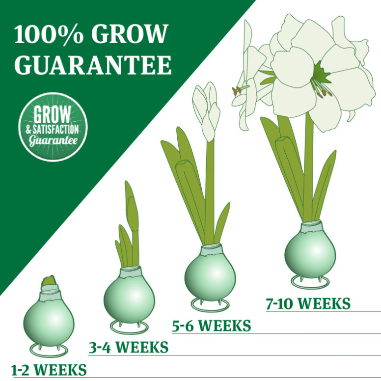 Silver Waxed Amaryllis Bulb with Stand, Live Indoor Blooming Plant