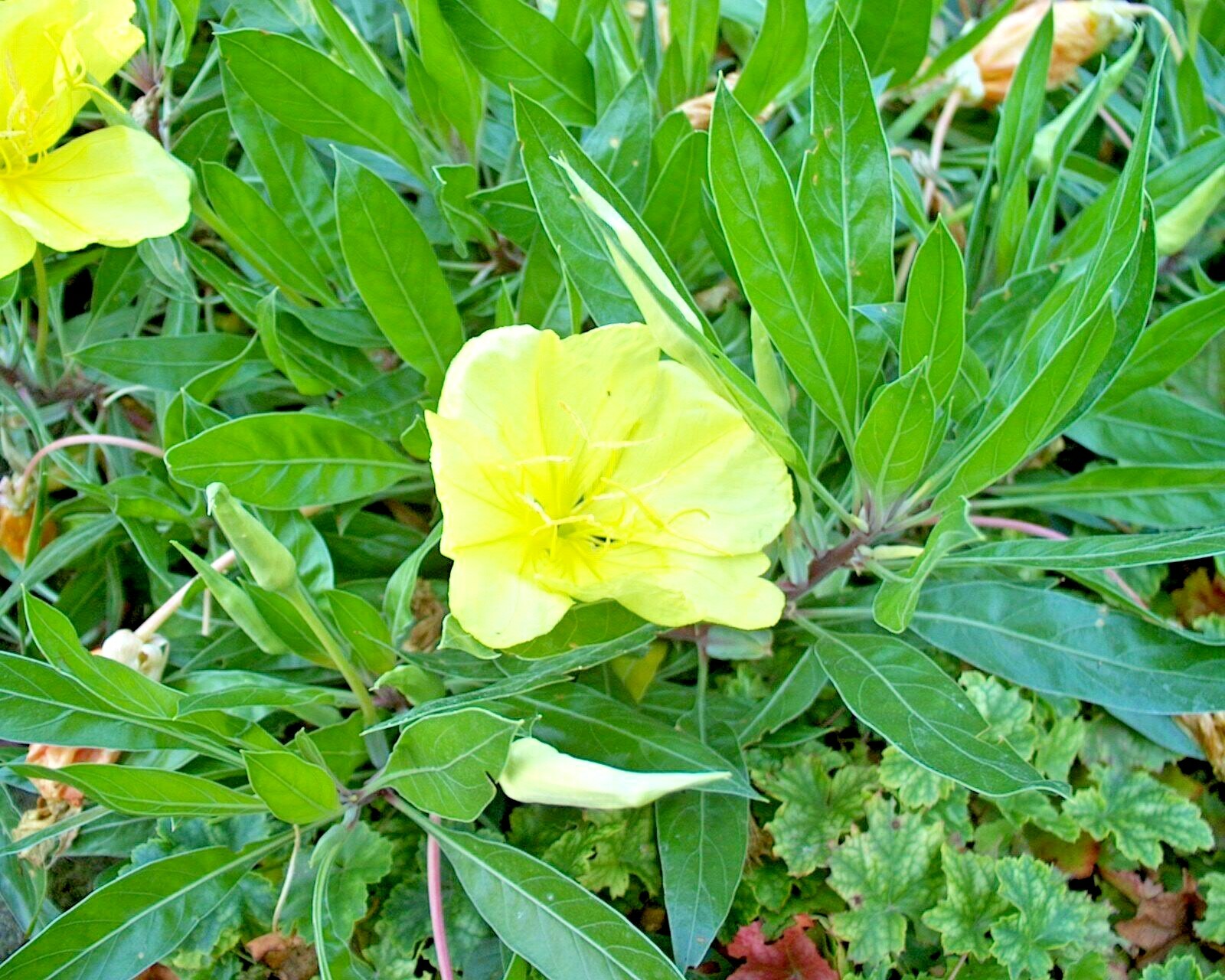 200+Dwarf MISSOURI EVENING PRIMROSE Flower Seeds Drought Groundcover Container