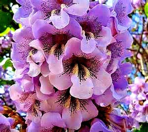 100 Royal Empress Tree Seeds “FASTEST GROWING TREE in the WORLD”