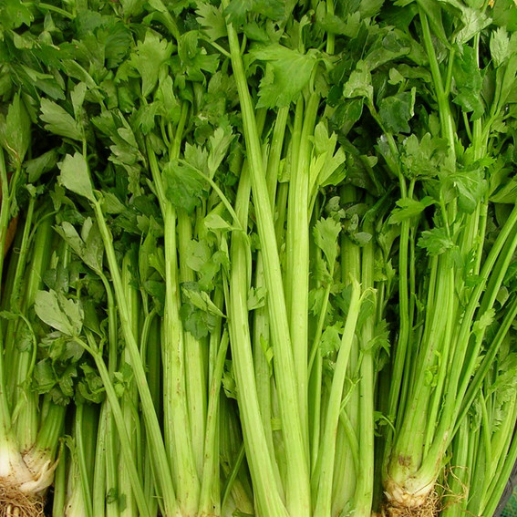 Tall Utah 52-70 Celery Seeds | 500 Seeds | Non-GMO | Free Shipping | 1114