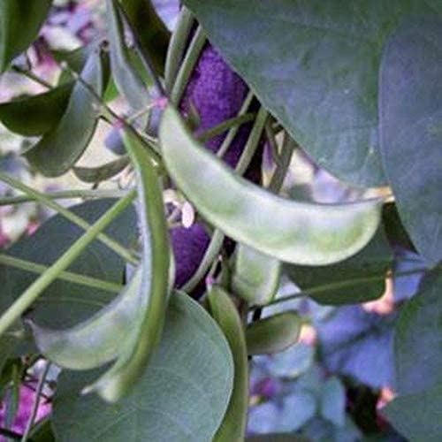 Mezcla Pole Lima Bean Seeds (25+ Seeds)