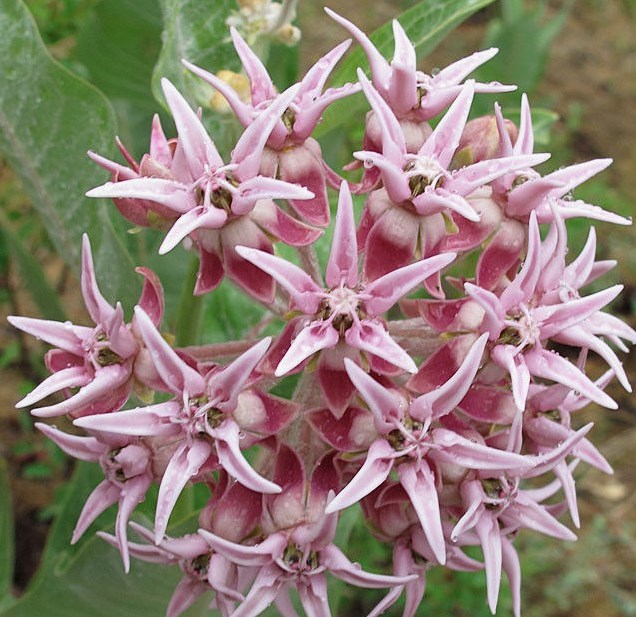 51+SHOWY MILKWEED Seeds Native Wildflower Container Flower Garden Heat Cold Easy