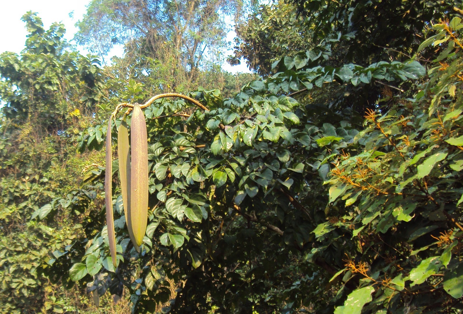 Oroxylum indicum INDIA TRUMPET FLOWER Exotic SEEDS!