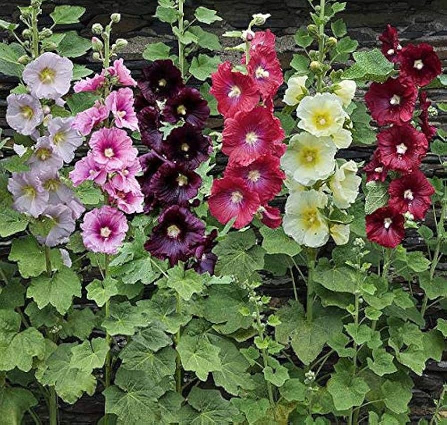 Hollyhock Mix Flower Seeds (50) Fifty Seeds. Free Shipping!