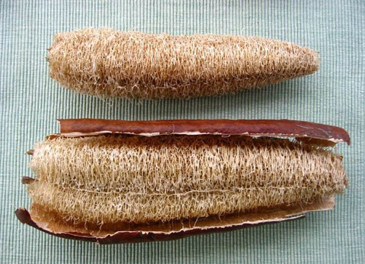 Luffa Seeds Ridged/Smooth Sponge Gourd Okra Angled Gourd Big Flesh Sigua Indian