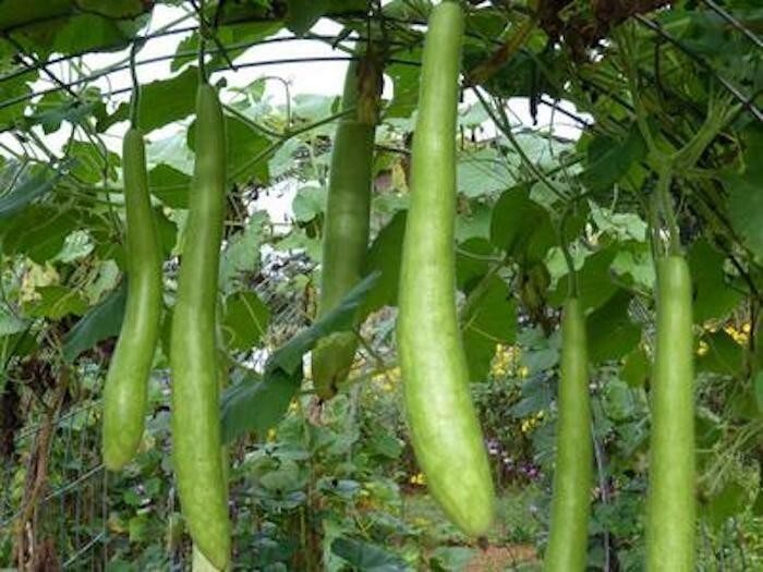 10 – 20 ORGANIC GOURD SEEDS – CUCUZZI (ITALIAN EDIBLE), hột bầu, Season 2024