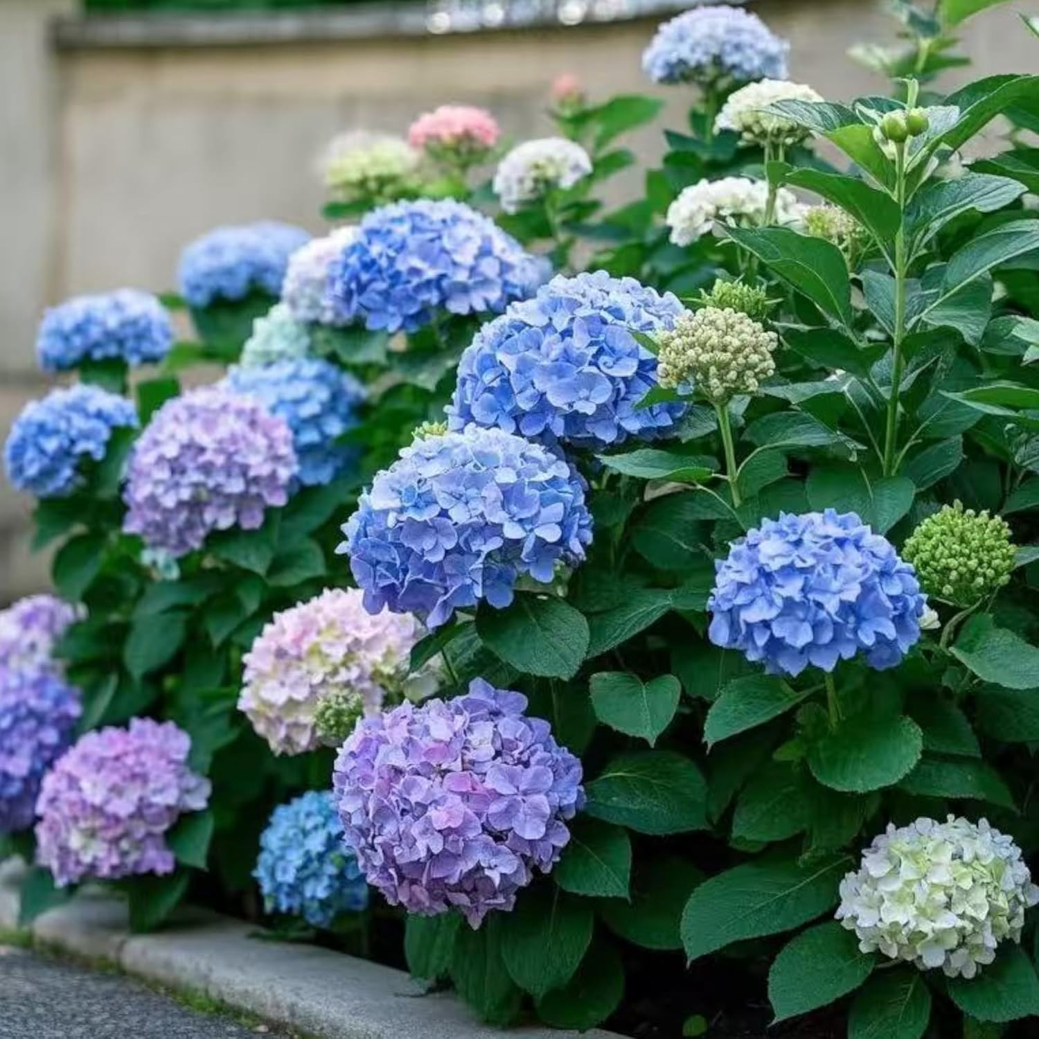 35 Mixed Hydrangea Seeds Blue Pink Purple – Perennial Garden Flower Bloom Mix