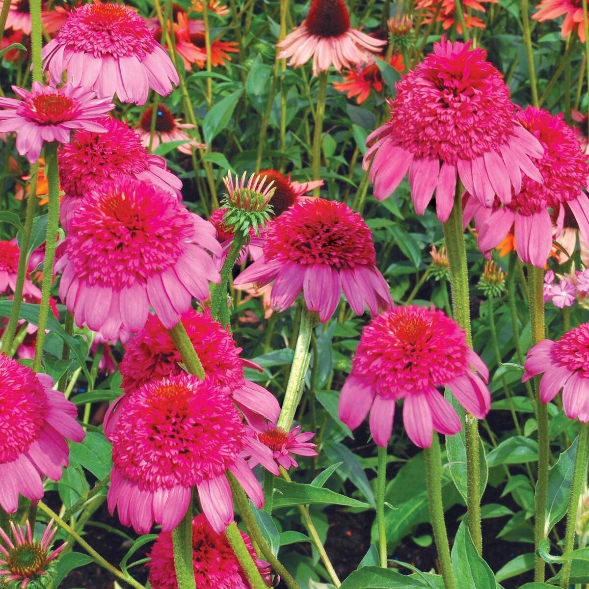 50 Bubble Gum Coneflower Seeds Echinacea Perennial Flower Seed Flowers US SELLER