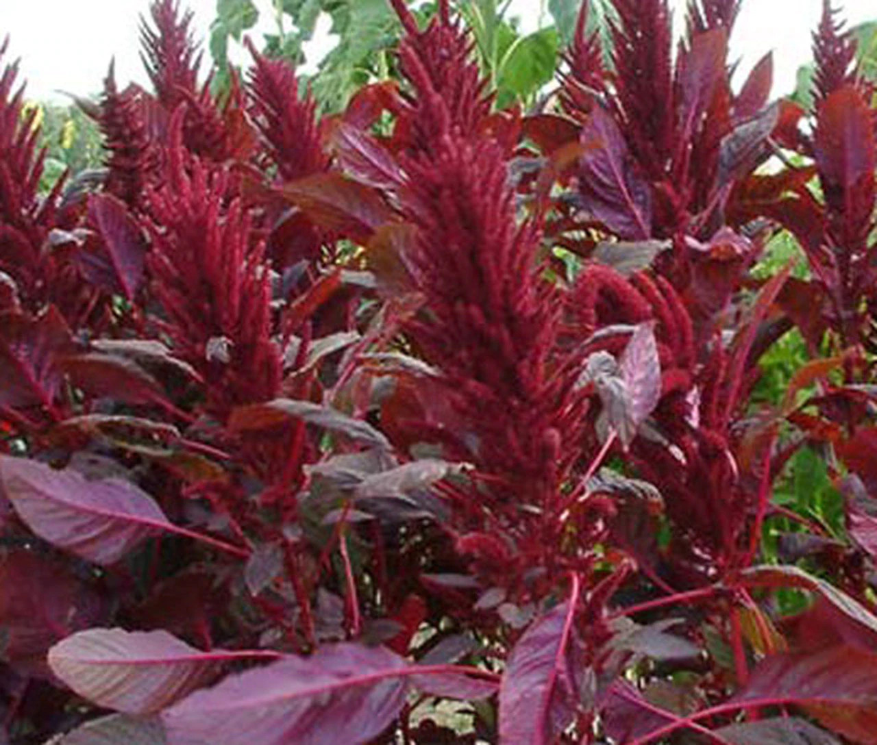 Deep Red Amaranth HEIRLOOM 500+ seeds Premium Strain 100% Organic Grown in USA