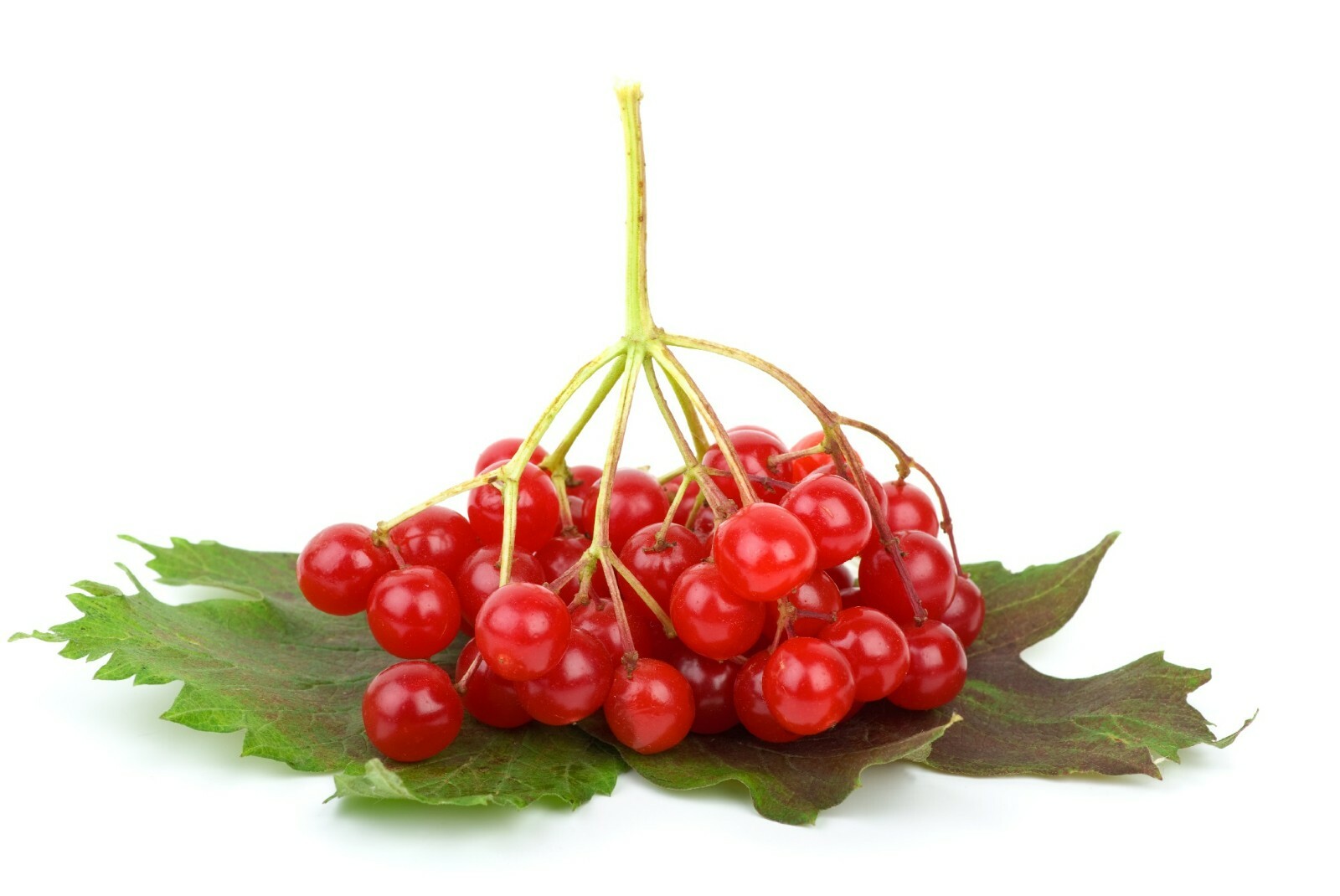 Linden berry shrub { “Cardinal Candy ” 10 seeds Free Shipping! US seller