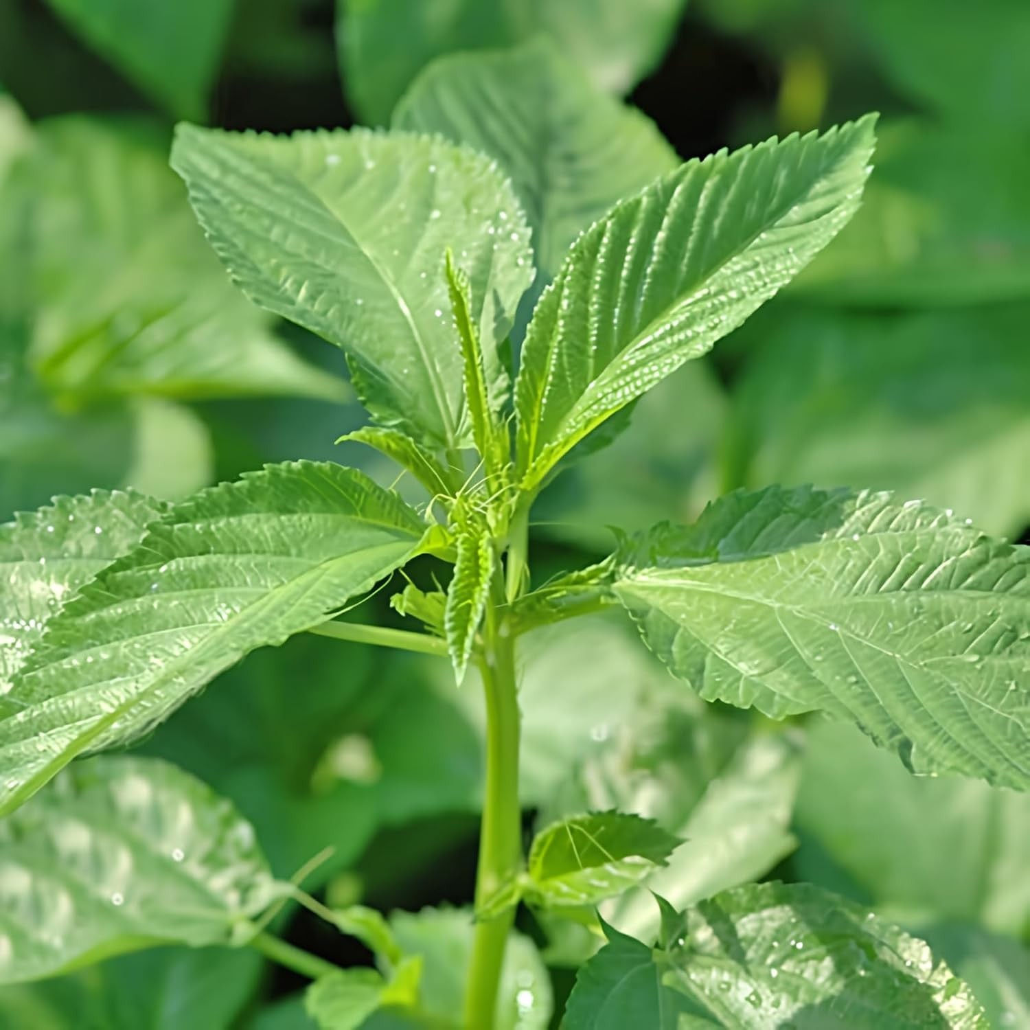 2000+ Seeds Egyptian Spinach, Jute Plant, Corchorus Olitorius Molokhia, Ewedu, J