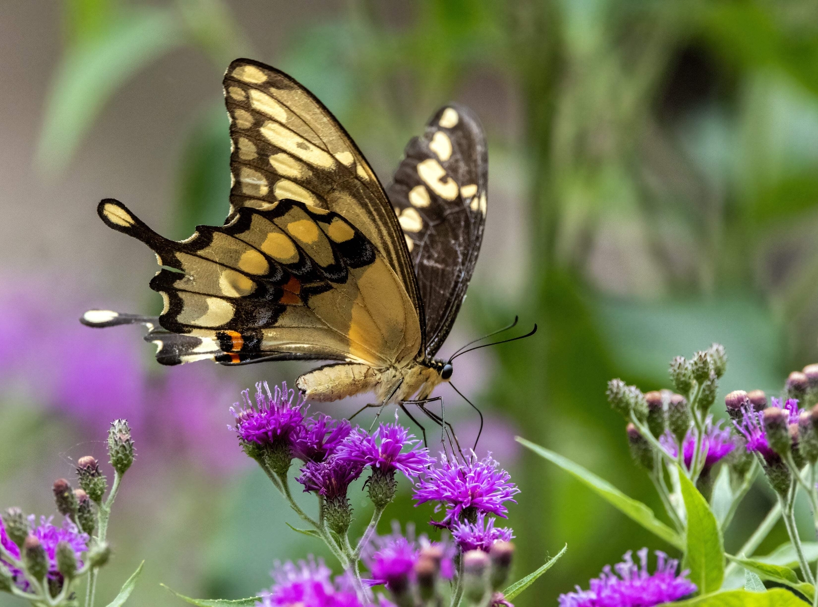 100 MISSOURI IRONWEED Monarch Flower Native Purple Vernonia Missurica Seeds