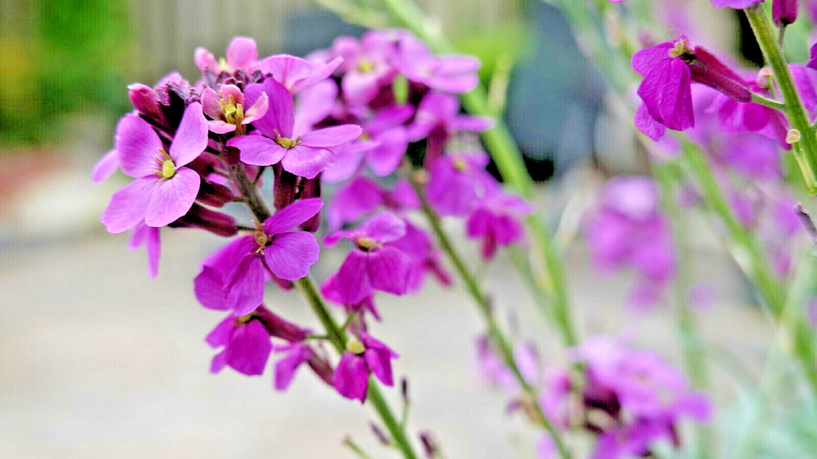 3000 Evening Scented (Night) Stock Matthiola Flower Seeds BULK, Lilac-Pink Mix