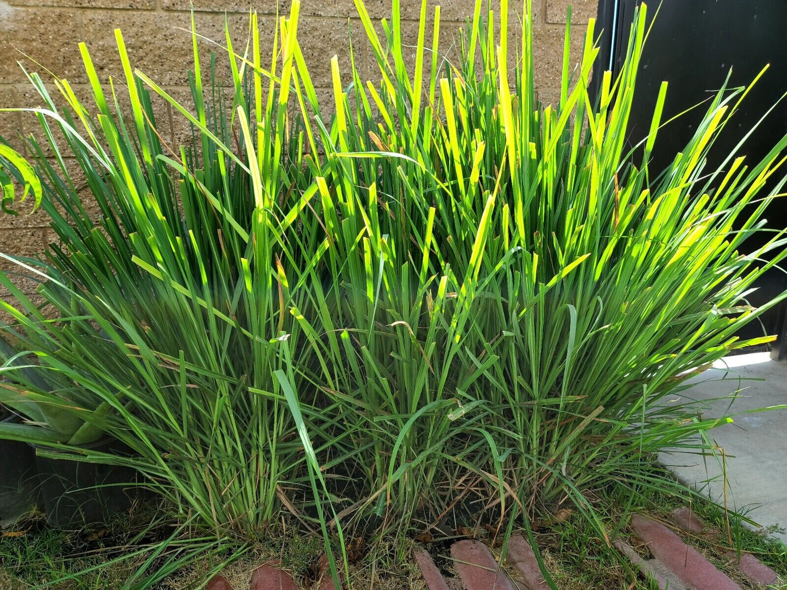 Lemongrass Plants (ตะไคร้), (sả), – 10 Inches Long, Rooted and Ready to Plant