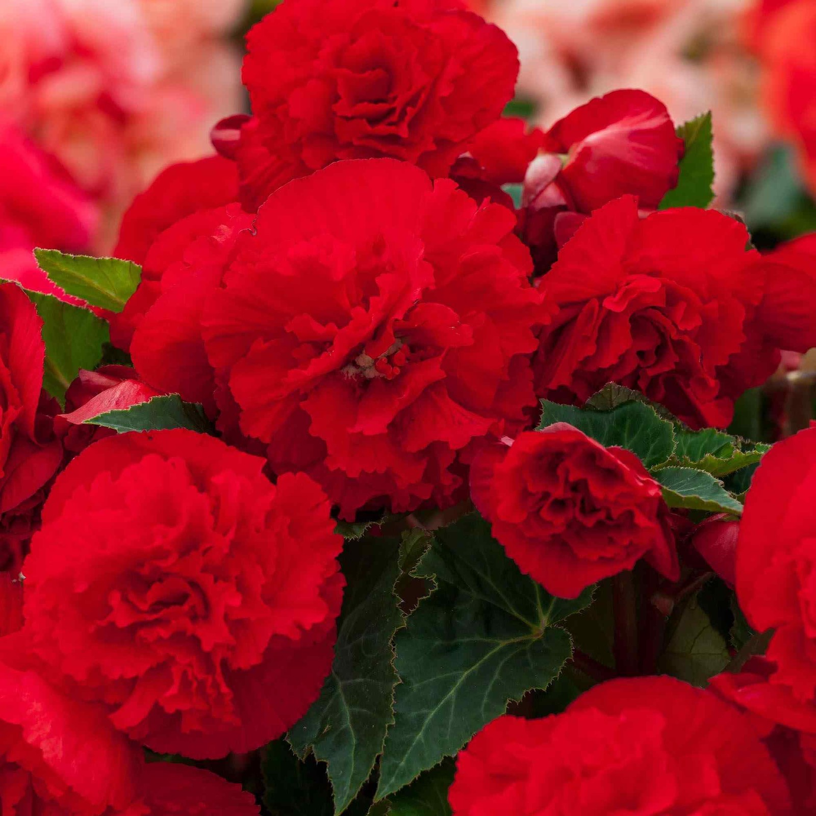 50 Seeds Begonia Limitless Dark Red Flower Seeds For Planting