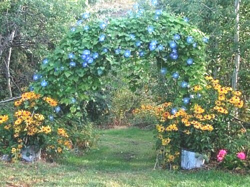 335 Heavenly Blue Morning Glory Refrigerated Seeds~Fresh Crops-No Poison Coating
