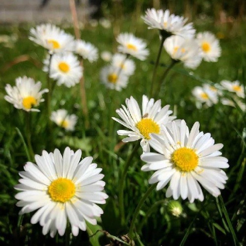 Single White English Daisy Seeds Fresh Heirloom Non-GMO Seeds Guaranteed To Grow
