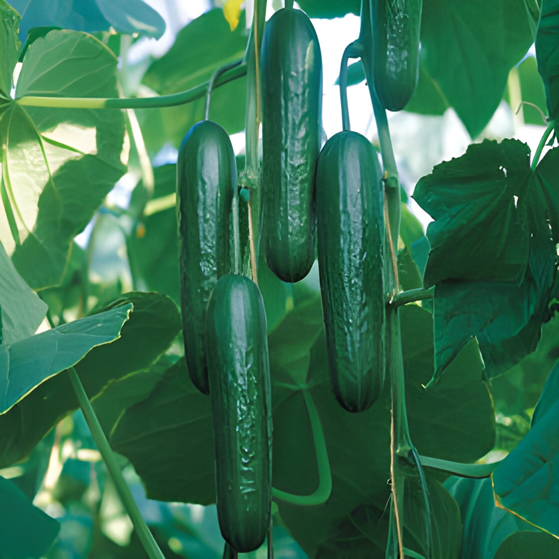 40 Heirloom Muncher Burpless Cucumber Seeds – Crunchy, Sweet, Not Bitter!