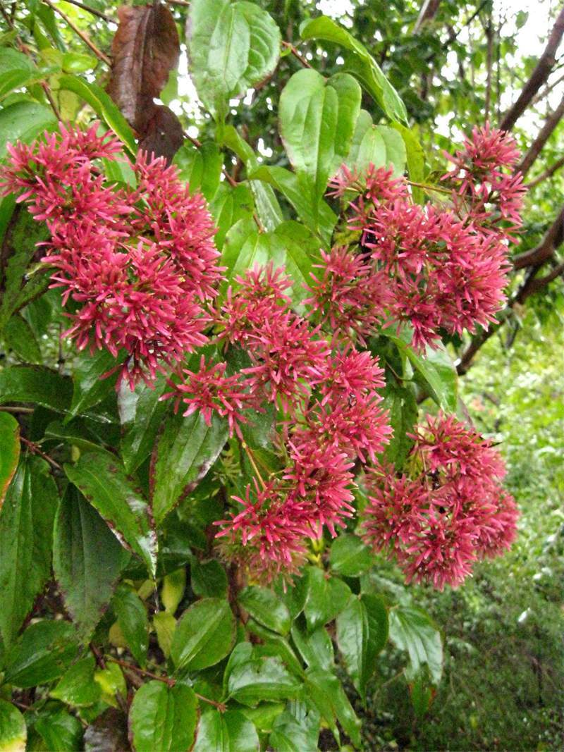 1-1000 PCS Seven Son Flower Tree Seeds Heptacodium Miconioides White Flower 0156
