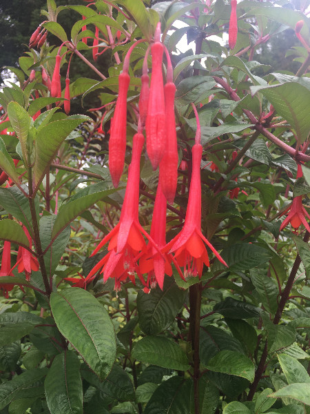 Fuchsia Fanfare | Fanfare Fuchsia | 50 Seeds